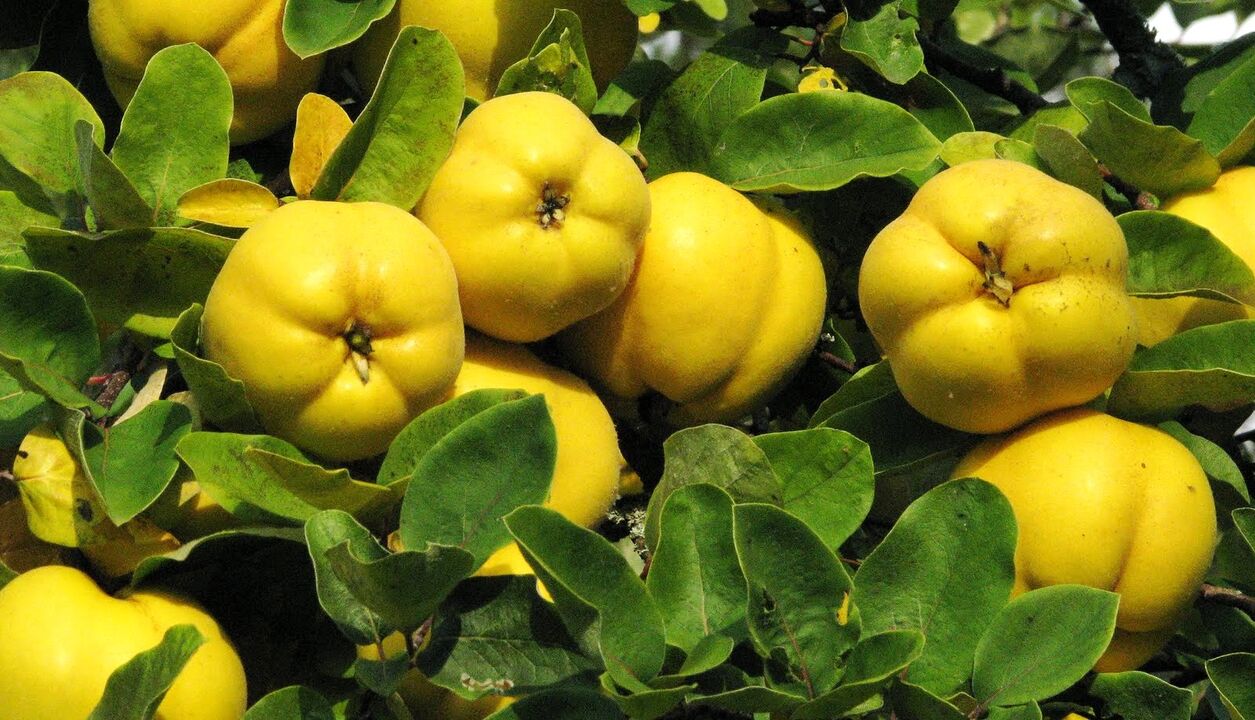 Quince leaves are used in the folk therapy of diabetes